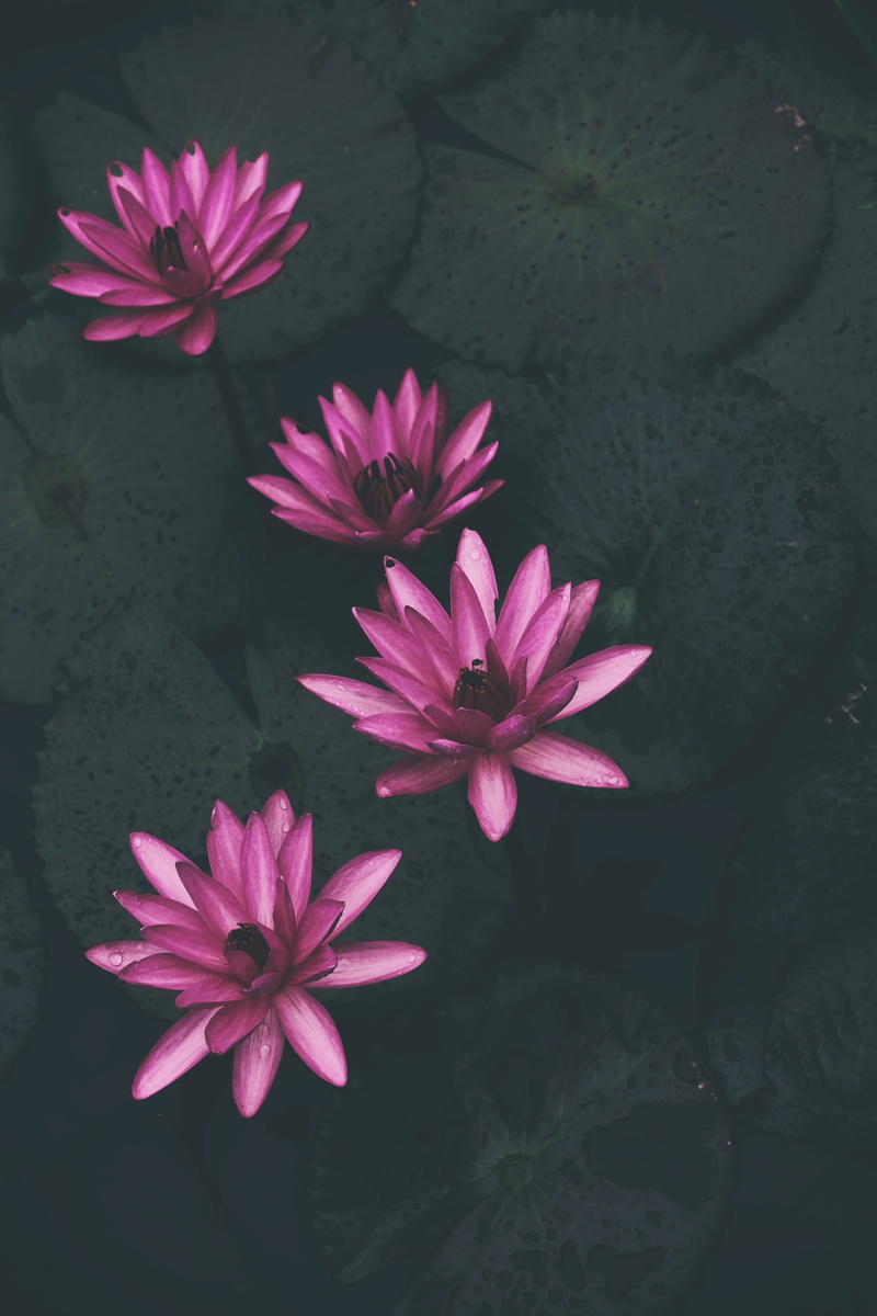 wet, waterlily, pollen, body, vulnerability, pink color, petal, high angle view, 5K, flowering plant, lotus, four, flowers, summer, flower, freshness