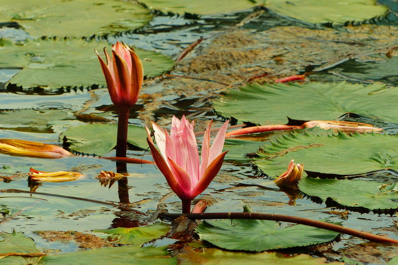 lily, waterlilies, spa, pollen, flower head, water lilies, floating, nuphar lutea, floating on water, water lily, teichplanze, hungary, outdoors, green