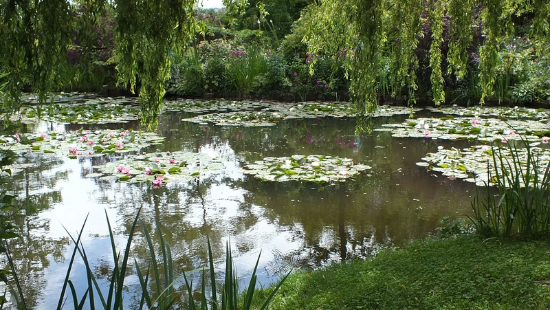 water, scenics - nature, no people, waterlilies, growth, floating on water, tranquility, flower, tranquil scene, beauty in nature, floating, flowering plant