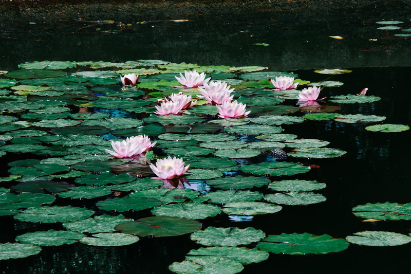 freshness, inflorescence, 5K, fragility, growth, nature, beauty in nature, no people, flower, outdoors, plant, petal, water lily, daytime, day, leaf, floating on water