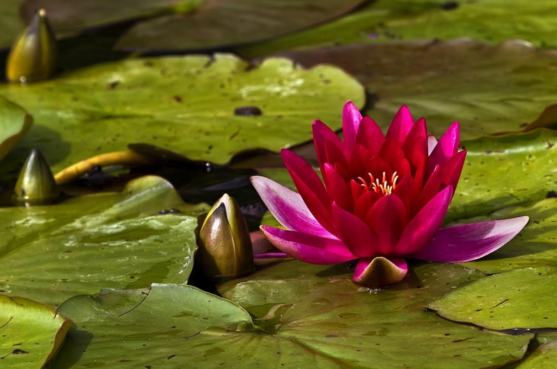 reflection, aquatic, no people, 1080P, pollen, waterlily, green Color, red, purple, close up, lake, beauty In Nature, petal, leaf, water Lily, blossom