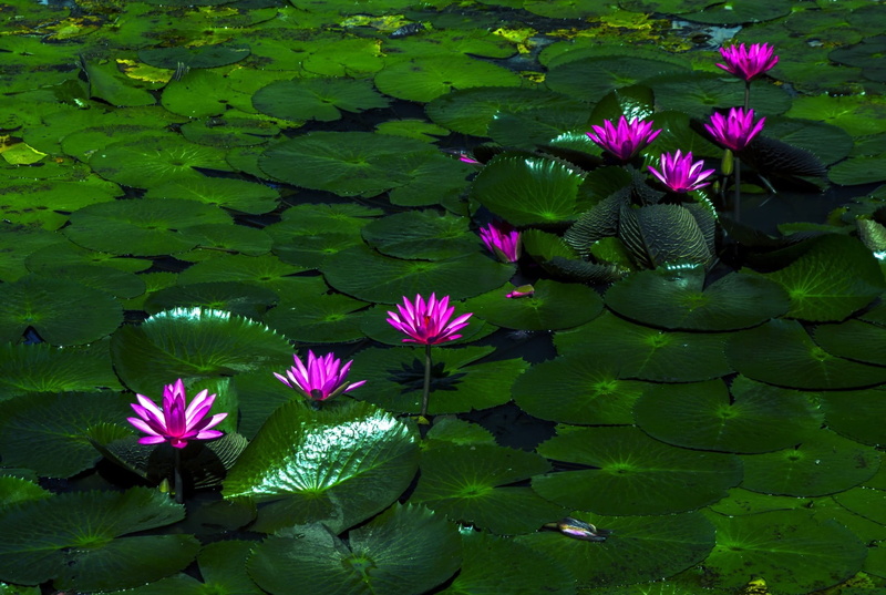freshness, lotus, floating on water, flower, bud, lavender, wild, flora, 1080P, beauty in nature, springtime, horticulture, delicate, tranquility, green color