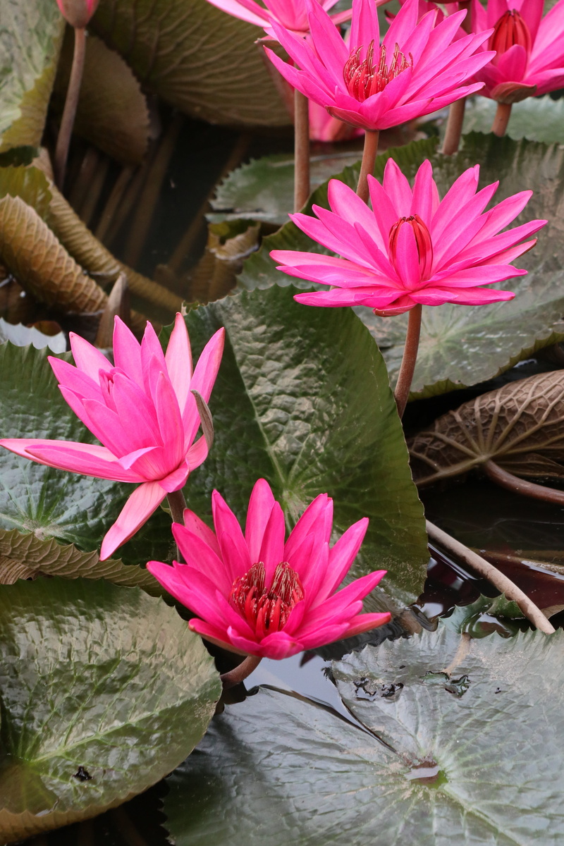 bloom, plant, water lily, inflorescence, floating on water, lotus, flowering plant, flower head, season, leaf, garden, pollen, growth, green, fragility