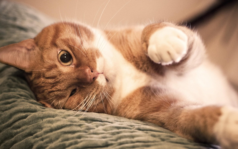 red, kitten, tender, animals, 2K, animal, feline