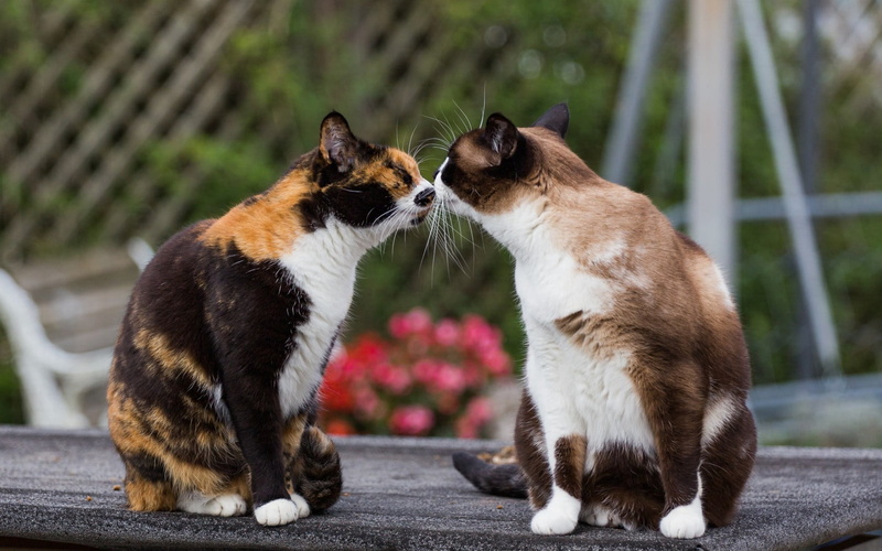 full length, cute, tenderness, 720P, outdoors, young Animal, cats, two animals, sitting, small, grass, animal, two, black, undomesticated Cat, animal themes