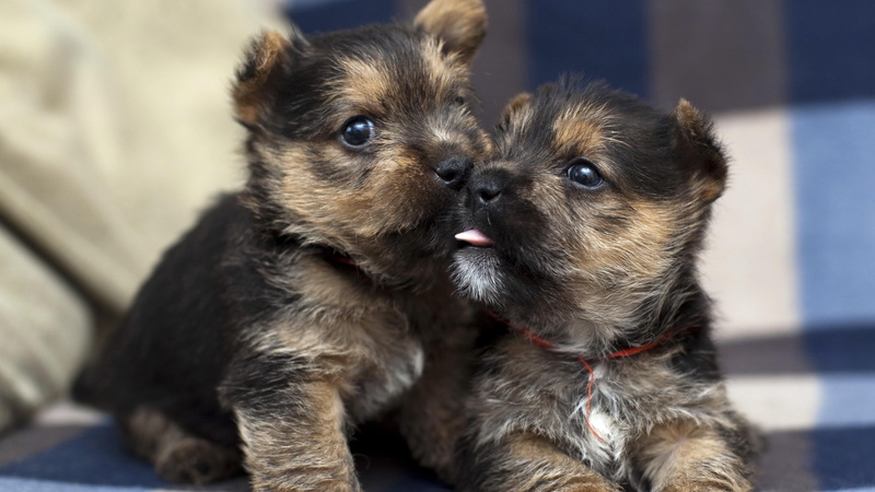 puppies, twins, love, tenderness, puppy, dogs, cute, 4K, dog