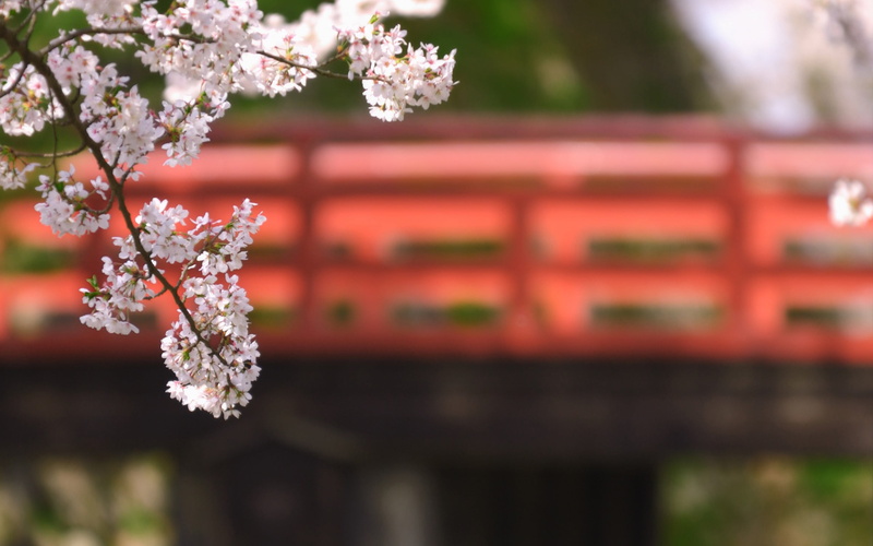 selective focus, springtime, freshness, white, blossom, 2K, tree, plants, cherry tree, bokeh, focus on foreground, fragility, growth, flowers, close-up