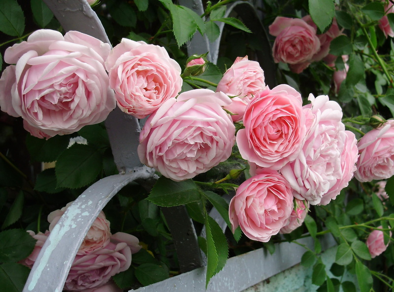love, shrub, multi Colored, close-up, pink Color, garden, plant part, day, rose - Flower, freshness, vulnerability, nature, backgrounds, rose, decoration