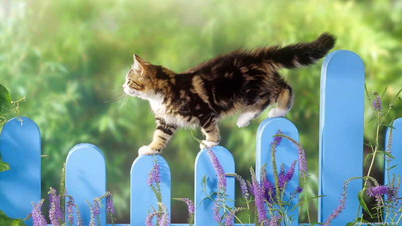 cute, 1080P, cat, blue, garden, hd, fence