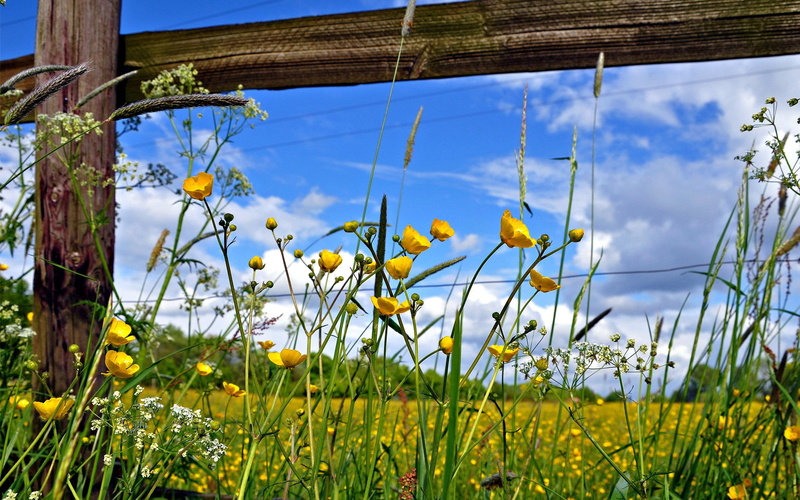 fence, garden, nature, 2K, pasture, flowers, yellow