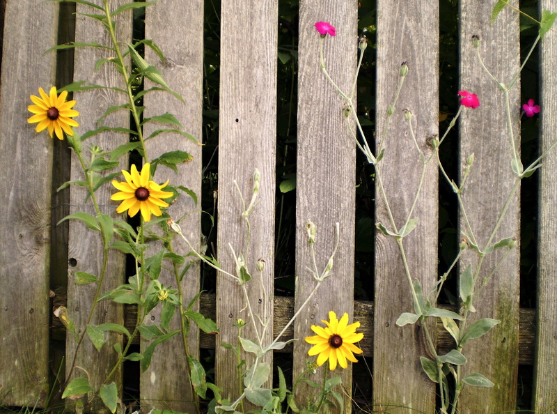 gardening, natural, close-up, flowers, beauty in nature, outdoors, boundary, barrier, wild flowers, green, yellow, plant, pink, fragility, garden, blossom