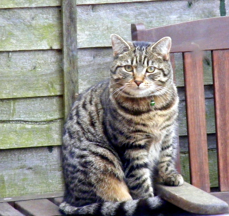 tabby, sonata, garden, sir, 1080P, brown, bench, animals, fence