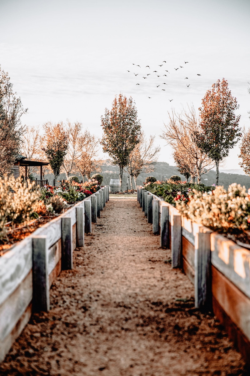 pathway, no people, growth, tree, wooden, cemetery, lighting equipment, nature, brown, footpath, middle, in a row, plant, outdoors, daytime, direction