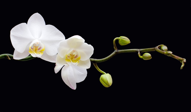 orchids, flowers, 5K, plants, macro