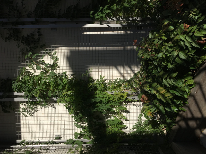 office building, 232 e erie st, milwaukee, porch, leafed, green color, tree, arbour, wall, outdoors, brick, garden, ivy, creeper plant, patio, pergola