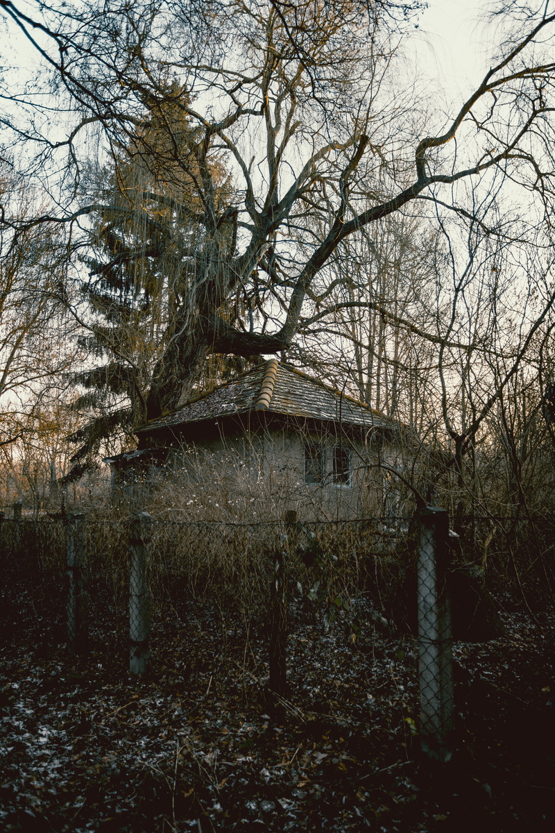 outdoors, hut, branch, woodland, cabin, nature, tranquility, outhouse, sky, housing, field, forest, land, shack, garden, house, fence, near, tree trunk