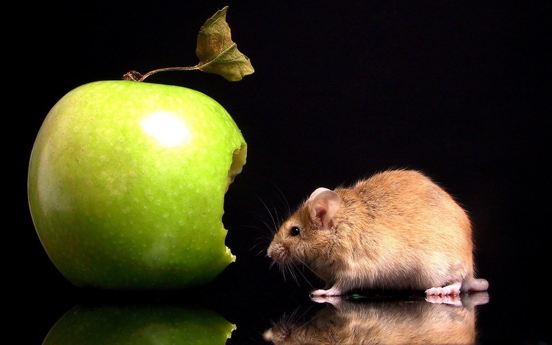 mouse, apple, green, brown, 1080P, rat