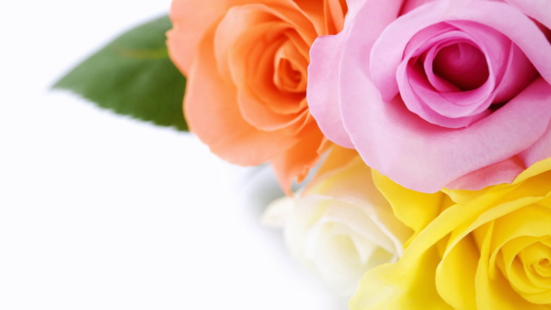 flower arrangement, 1080P, fragility, isolated, pink, macro, vulnerability, petals, artificial, celebration, no People, color Image, bouquet, flowers