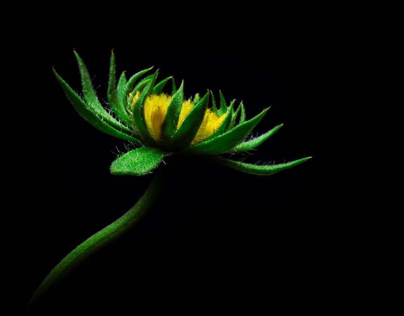 stem, cut out, isolated, botany, copy space, beauty In Nature, petal, indoors, macro, vulnerability, yellow, lily, black Background, sepal, green Color