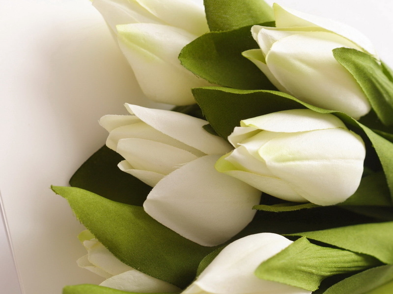 elegance, springtime, growth, white, softness, green Color, artificial, plant, backgrounds, 720P, leaf, tulip, tulips, no People, inflorescence, single Flower