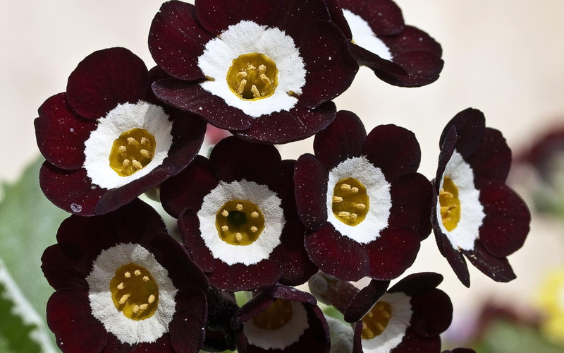 floral, 1080P, 1920x1200, artificial, brown, whitre, flower, flowers, gold, burgundy, decor