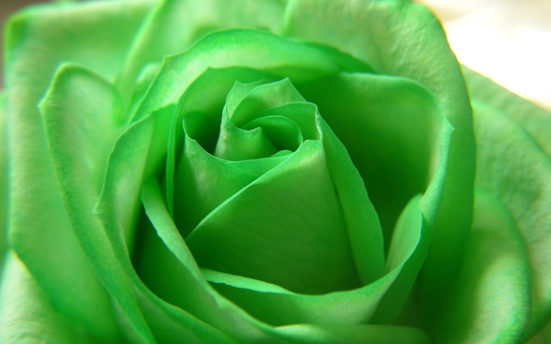 nature, full frame, plant, single Flower, green Color, bud, selective focus, flower, botany, growth, green, rose, succulent Plant, artificial, outdoors