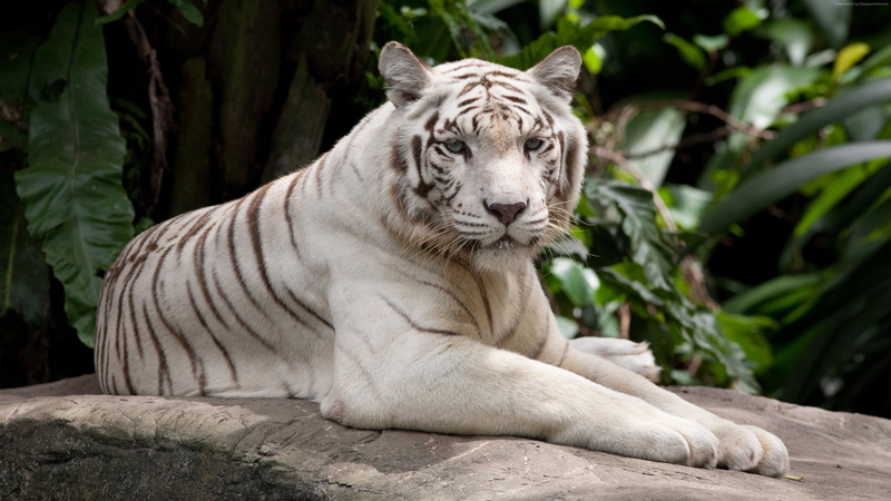 4K, Tiger, Rest, White