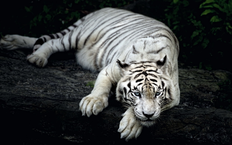 Tiger, White, 2K, Rest