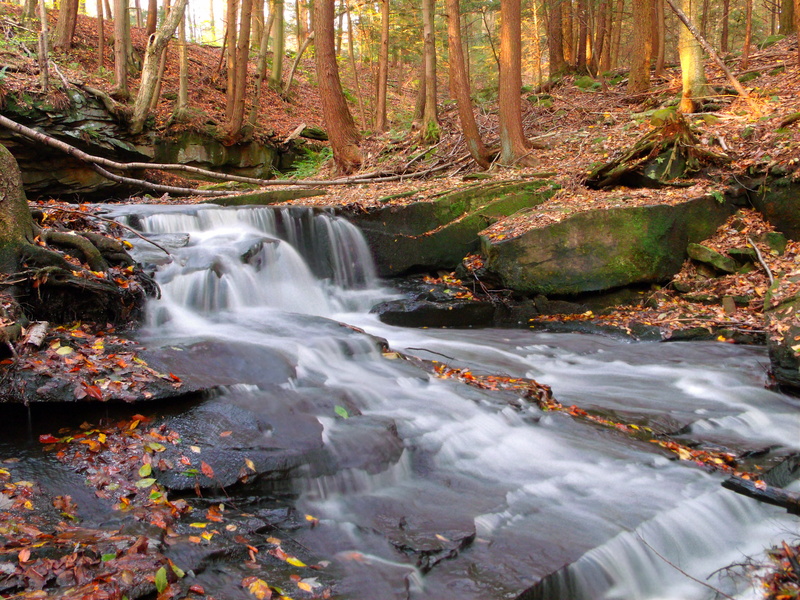 trees, ravine, in between, nature, autumn, stream, cascades, Maurice K. Goddard State Park, Nature Trail, river, outdoors, water, freshness, scenics, waterfall