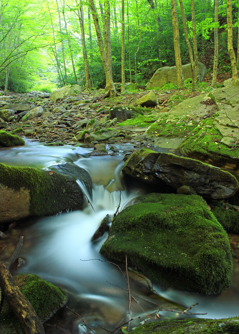 trees, creative commons, time, running water, day, summer, green Color, rocks, ravine, Seven Pines, State Game Lands, moss, Monroe County, rock - Object