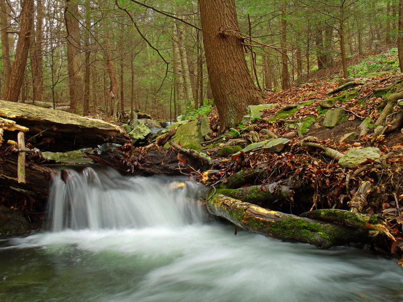 moss, landscape, Tsuga canadensis, creek, forest, water, eastern hemlocks, 4K, tree, Revisited, hiking, photo, freshness, falling, inside, river, Clinton County