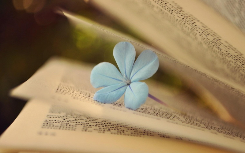 petal, mood, flower, pages, white, 720P, book