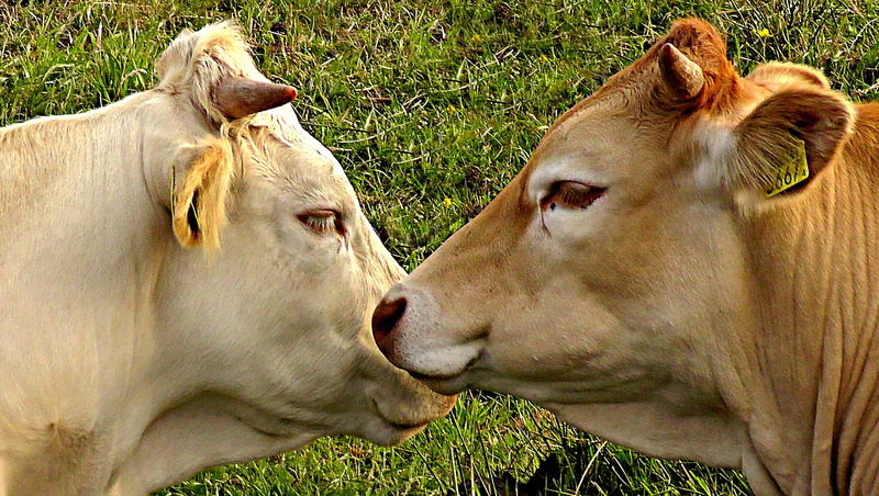 vertebrate, day, farming, animal wildlife, nature, grass, yellow, Cow, milk, outdoors, animal, cows head, 4K, domestic, animal themes, pasture, green