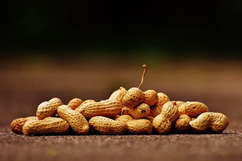 food and drink, brown, food, peanuts, outdoors, table, focus, animal, peanut, shallow, still life, day, nutrition, reptile, close-up, shell, nibble, large group of objects