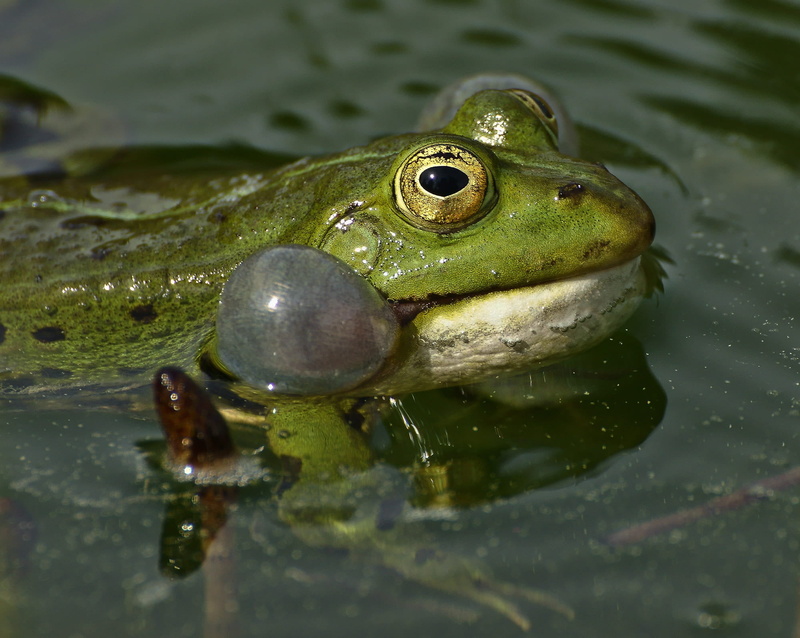 croaking, close-up, water, animals in the wild, frog, creature, garden, amphibian, swimming, air bubbles, no people, animal themes, garden pond, frogs