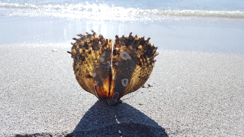 summer, animals in the wild, schlick, animal, gloss, mother of pearl, oyster, no people, animal themes, valuable, marine, beauty in nature, jewellery, beach