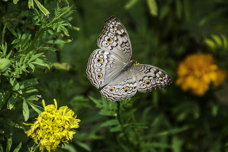 green color, white, insect, focus, close-up, photography, gray, day, butterfly - insect, nature, flower head, butterfly, plant, flower, growth, invertebrate
