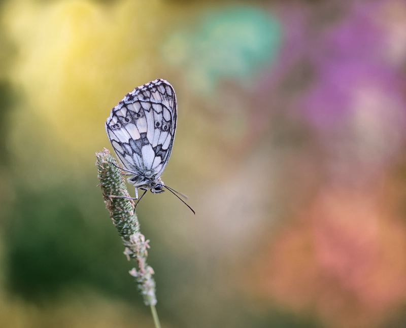 flight insect, one animal, white, vulnerability, animals in the wild, close-up, focus, insect, animal wildlife, pollination, blossom, gray, grass, womens board