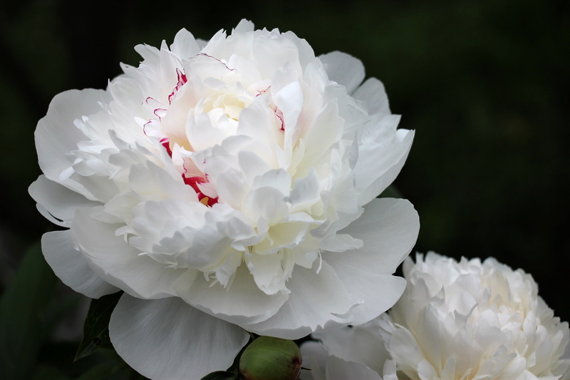 peony, 4K, white peony, flowers