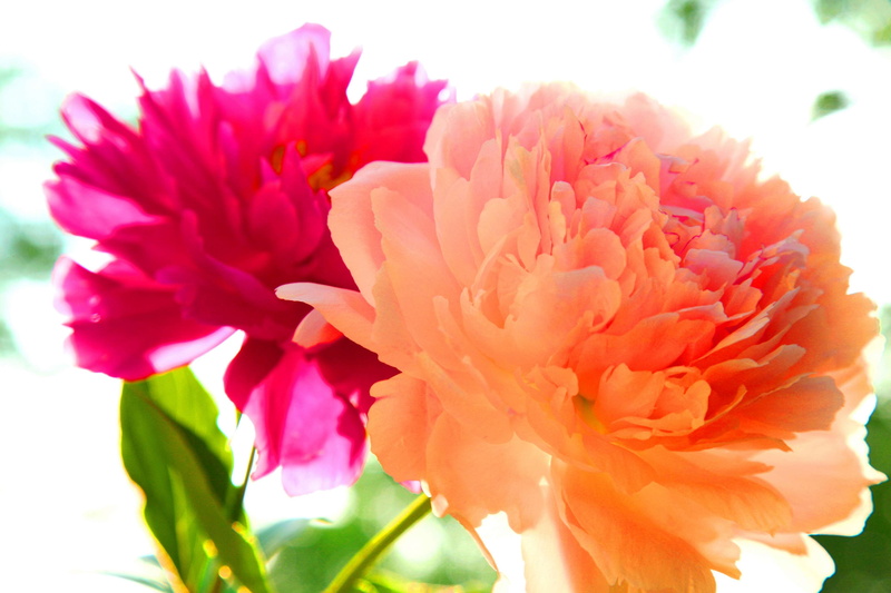freshness, leaf, flowering plant, flower, flower head, flower arrangement, peony, growth, beauty in nature, 4K, bouquet, plant part, close-up, nature