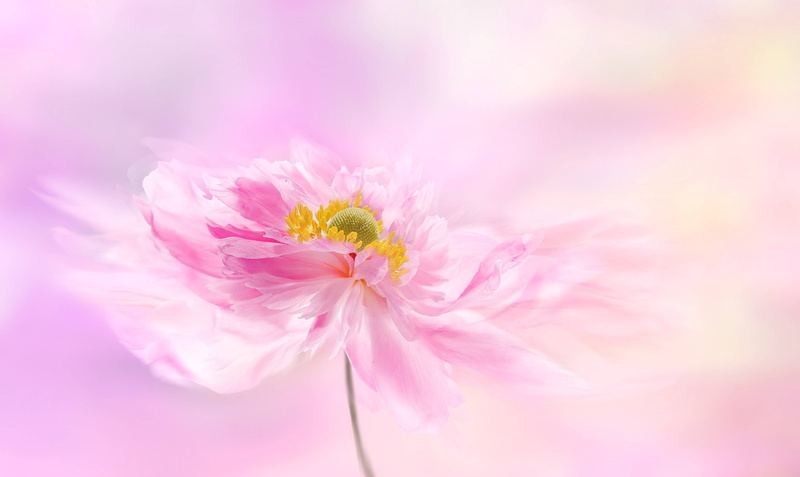 4K, bloom, garden, peony, peonie, blossom, pink, flower