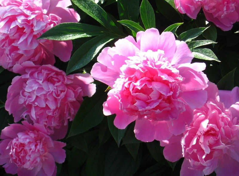 plant part, flowerbed, sunny, petal, close-up, plant, botany, fragility, purple, leaf, springtime, gardening, freshness, peony, backgrounds, inflorescence