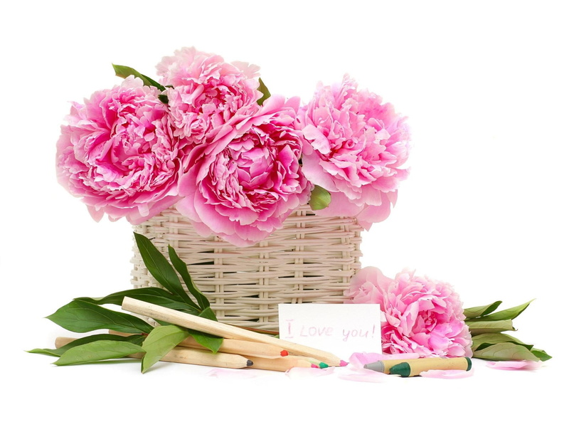 Pencil, Crayons, Basket, Flower, Peonies, 1080P