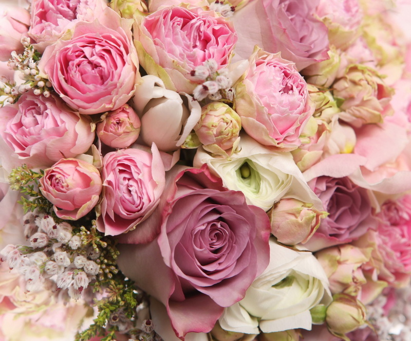 Peony, Pink Flower, Earth, Flower, Flowers, Ranuncula, 1080P, Rose