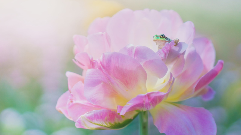 frog, petals, green, macro, flower, pink, 4K, peony, spring