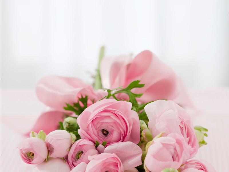 natural, pink, 2K, flower head, love, romance, peonies, close-up, beauty in nature, indoors, celebration, nature, softness, flowering plant, freshness