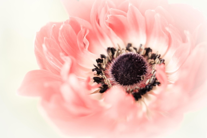 plant, daisy, fragility, color Image, inflorescence, pollen, gerbera Daisy, single Flower, day, springtime, pink Color, no People, purple, beauty In Nature
