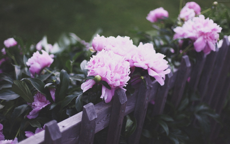 nature, vulnerability, fence, peonies, 5k, focus on foreground, flower head, freshness, flower, effects, 4k, fragility, pink color, petal, 4K, no people