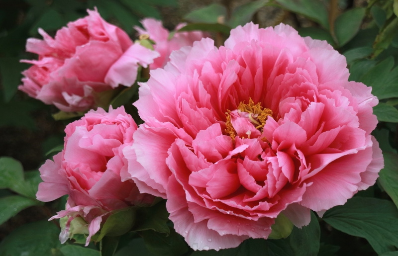 Peony, Pink Flower, 1080P, Flower, Close-Up, Nature, Flowers