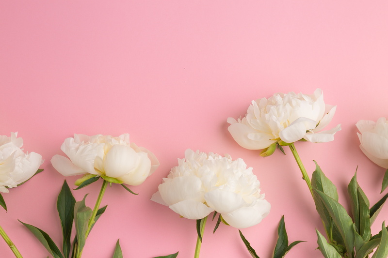 white, flowers, 5K, peonies, beautiful